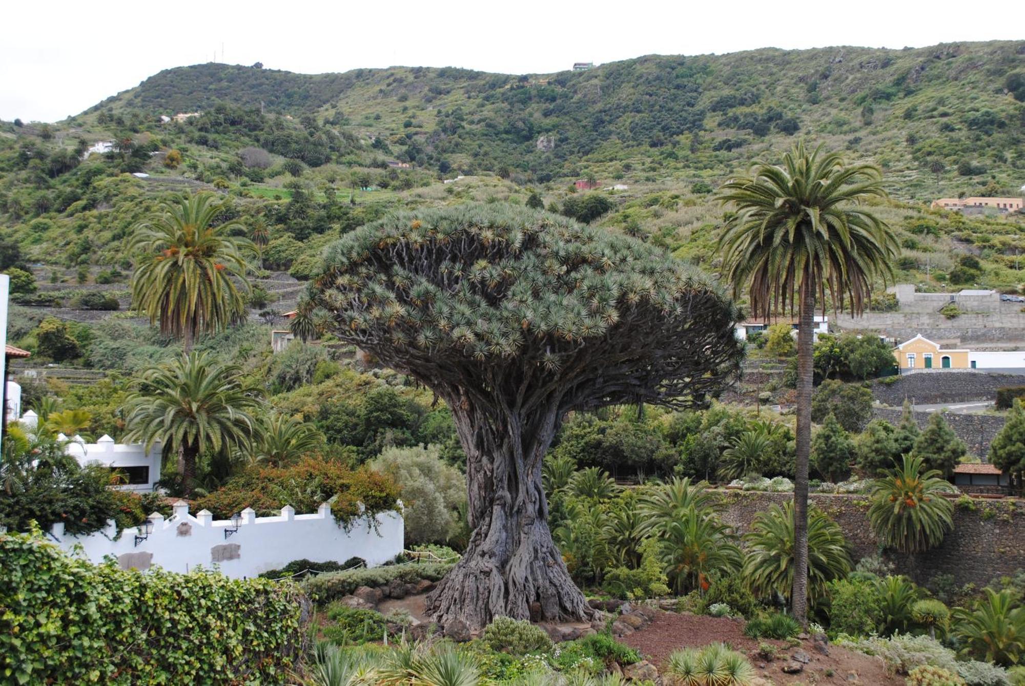 Finca Los Loros Icod De Los Vinos By Hrtenerife Net Santa Cruz de Tenerife Eksteriør bilde